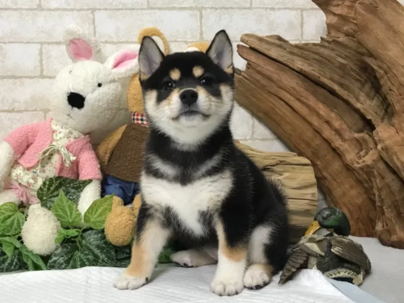 shiba inu puppies for sale in california