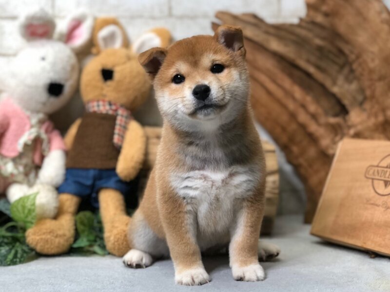 mini shiba inu puppies for sale