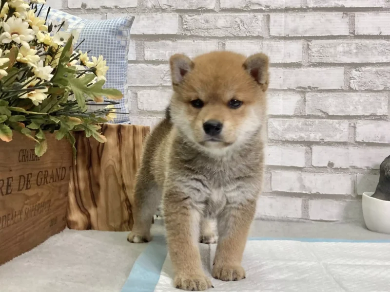 mame shiba inu for sale