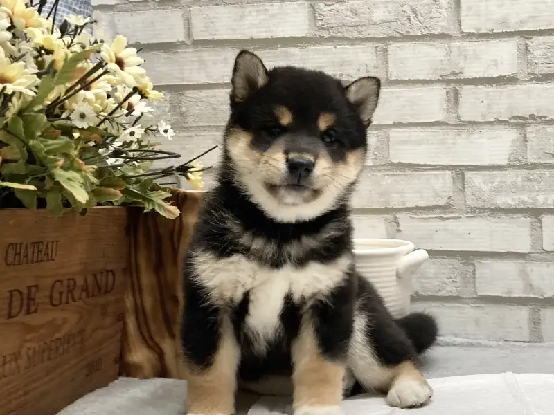 shiba inu puppies for sale in michigan​