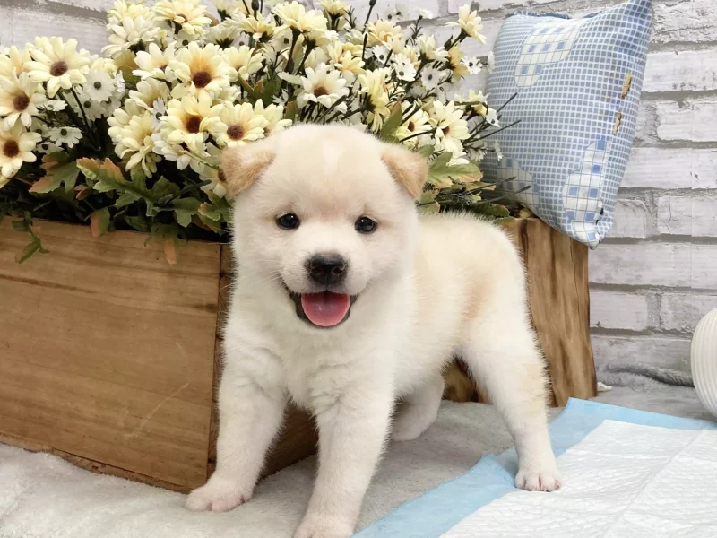 shiba inu for sale in va