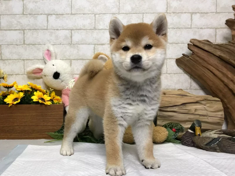 shiba inu for sale in ny