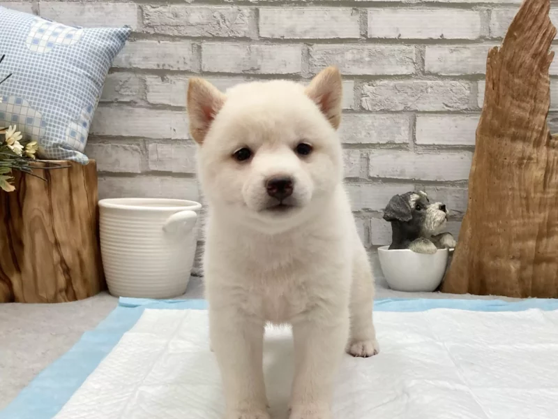 shiba inu puppies for sale florida​