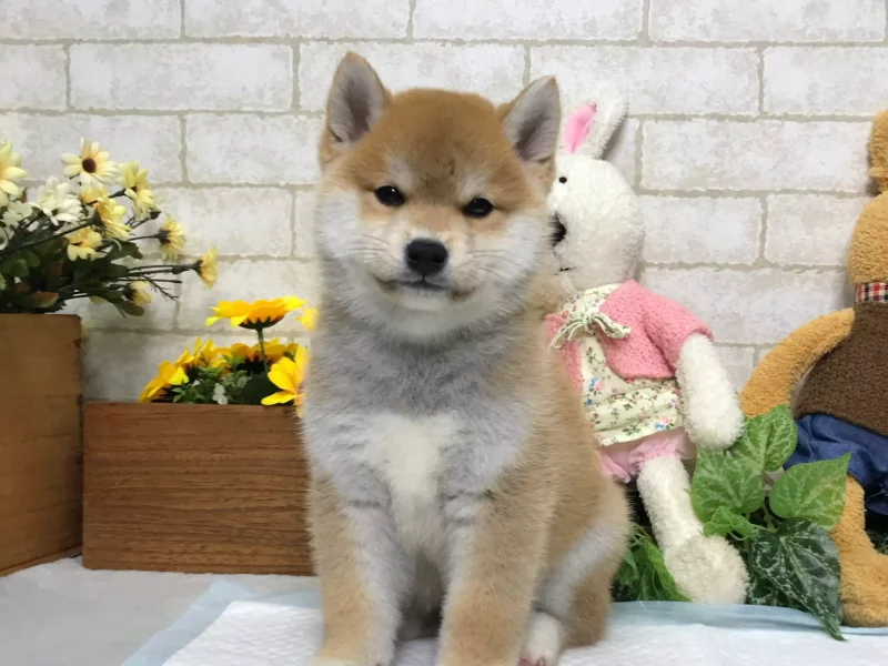 shiba inu puppy breeder near me