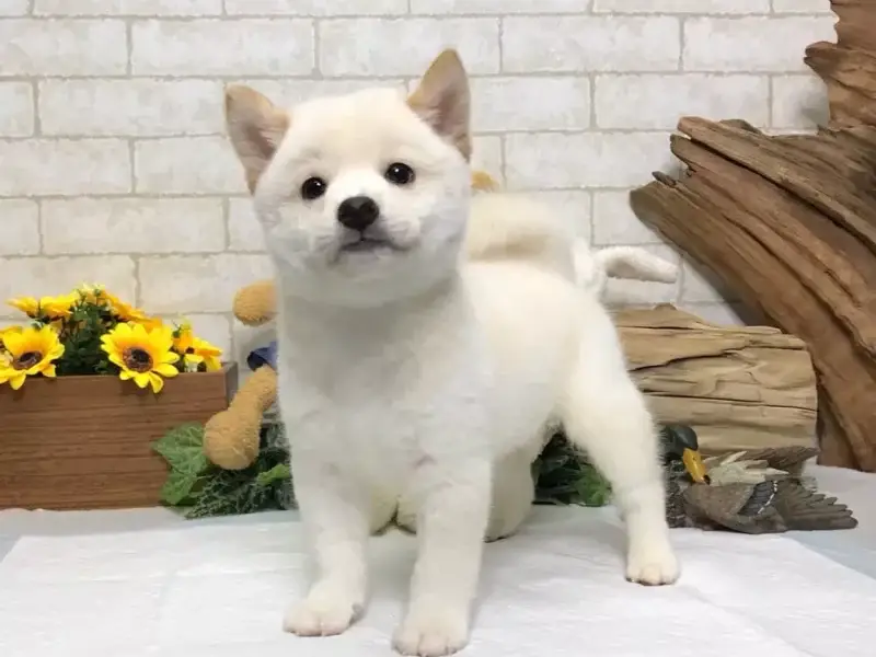 shiba inu for sale texas​