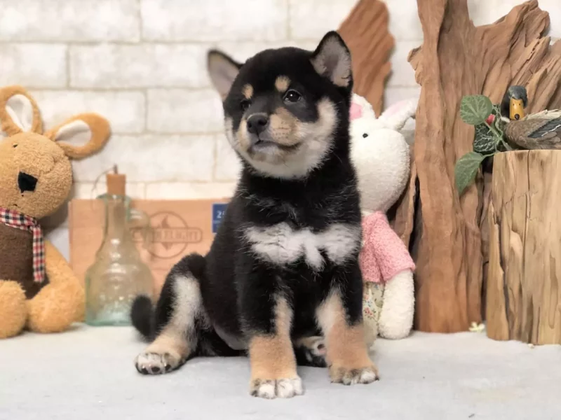 female shiba inu puppy