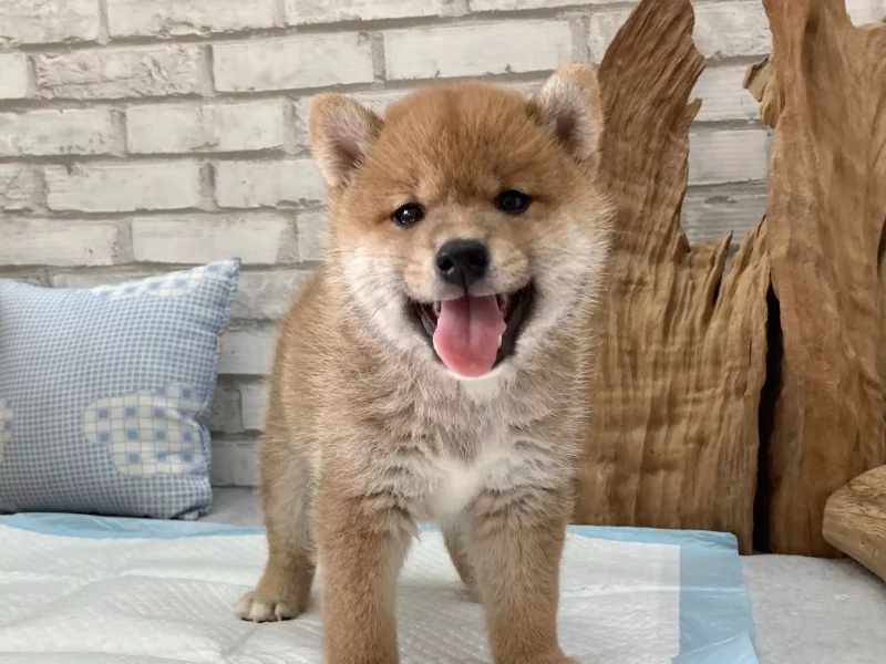 shiba inu dog for sale