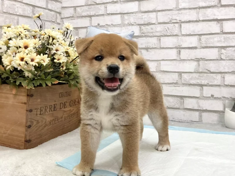 male shiba inu puppy