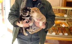 Tailwag shiba inu breeder