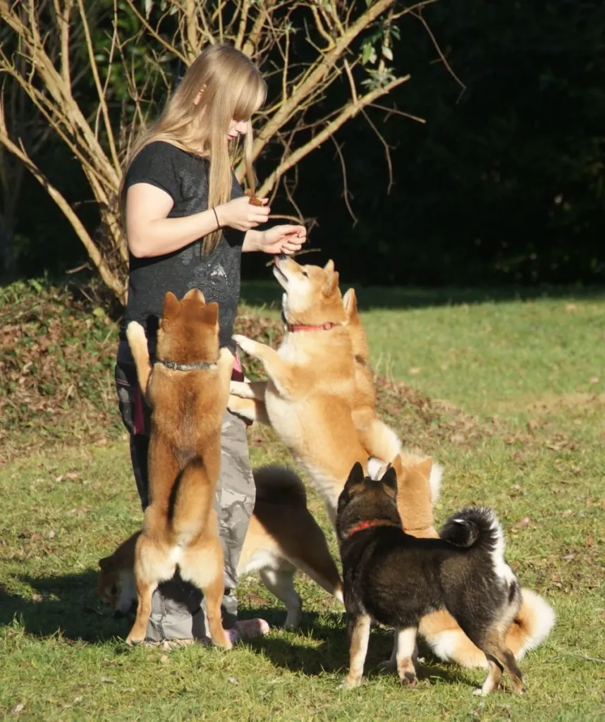 shiba inu puppy for sale