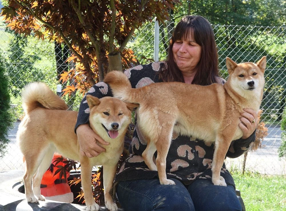 shiba inu breeders