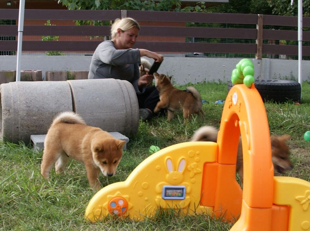 shiba inu breeders