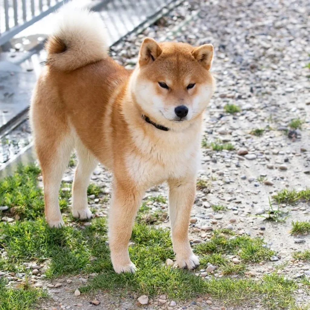 tailwag shiba inu