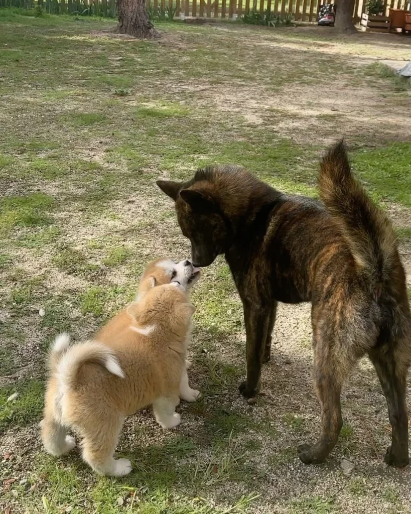 shiba inu puppies for sale