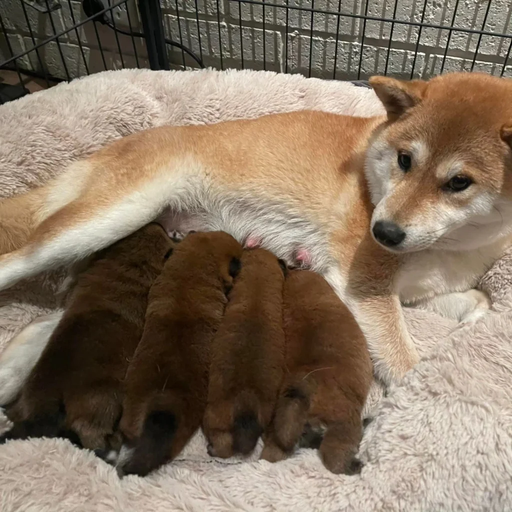 tailwag shiba inu